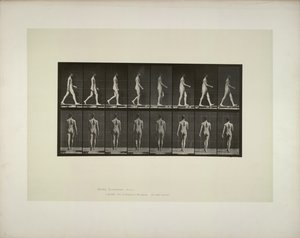 Locomotion animale: pelvis mâles tissu, 1887. - Eadweard Muybridge