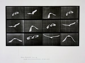 Oiseau en vol, planche 762 de 