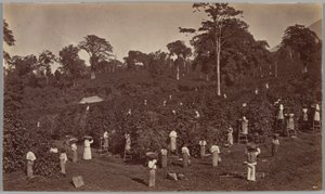 Récolte du café, Las Nubes (Guatemala)