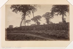 Plantation de café à Las Nubes, Guatemala