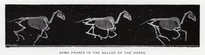 Quelques phases du galop du cheval