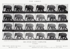 Eadweard Muybridge : L