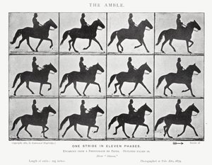 Eadweard Muybridge : L