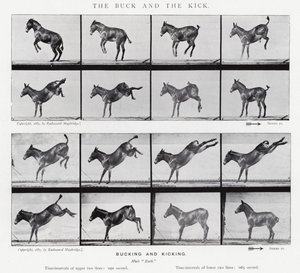 Eadweard Muybridge : Le Coup de Pied et le Coup de Sabot