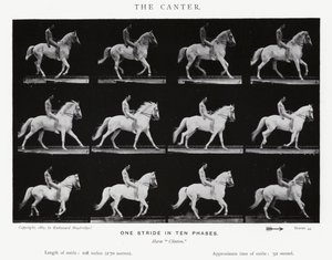 Eadweard Muybridge : Le Petit Galop (photo n/b) - Eadweard Muybridge