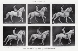 Eadweard Muybridge : Le Petit Galop - Eadweard Muybridge