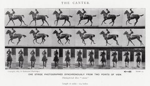 Eadweard Muybridge : Le Petit Galop (photo n/b) - Eadweard Muybridge