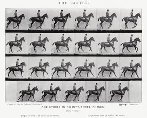 Le Petit Galop - Eadweard Muybridge