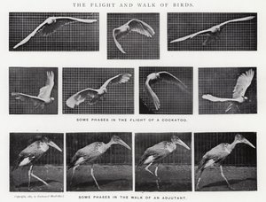 Eadweard Muybridge : Le Vol et la Marche des Oiseaux (photo n/b)