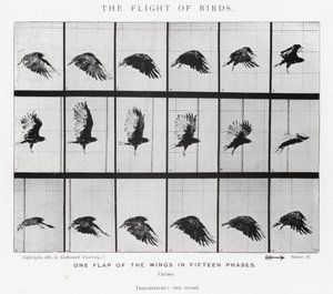 Eadweard Muybridge : Le Vol des Oiseaux - Eadweard Muybridge