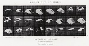 Le Vol des Oiseaux - Eadweard Muybridge