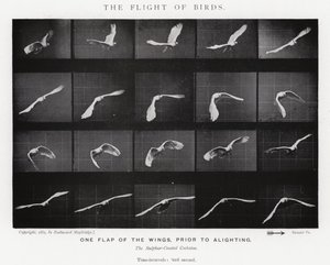 Eadweard Muybridge : Le Vol des Oiseaux (photo n/b) - Eadweard Muybridge