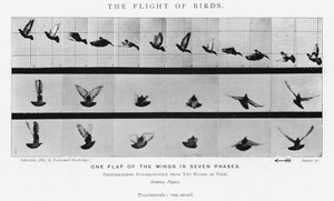 Eadweard Muybridge : Le Vol des Oiseaux - Eadweard Muybridge