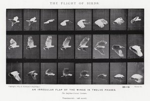 Eadweard Muybridge : Le Vol des Oiseaux - Eadweard Muybridge