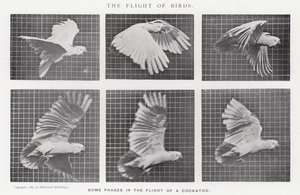 Eadweard Muybridge : Le Vol des Oiseaux