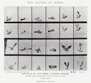 Eadweard Muybridge : Le Vol des Oiseaux (photo n/b) - Eadweard Muybridge