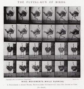 Eadweard Muybridge : La Course Volante des Oiseaux (photo n/b) - Eadweard Muybridge