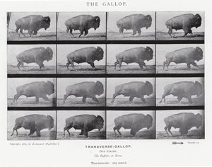Eadweard Muybridge : Le Galop - Eadweard Muybridge