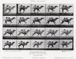Eadweard Muybridge : Le Galop - Eadweard Muybridge