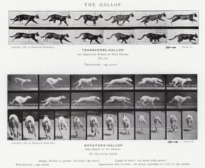 Le Galop - Eadweard Muybridge