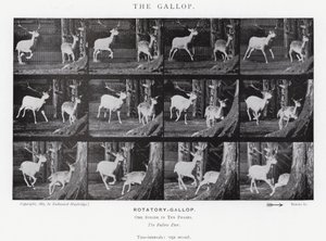 Le Galop - Eadweard Muybridge