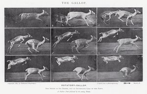 Eadweard Muybridge : Le Galop (photo n/b) - Eadweard Muybridge