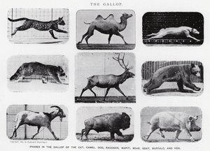 Eadweard Muybridge : Le Galop (photo n/b) - Eadweard Muybridge