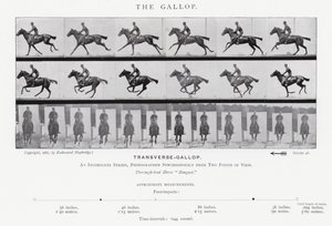 Eadweard Muybridge : Le Galop - Eadweard Muybridge