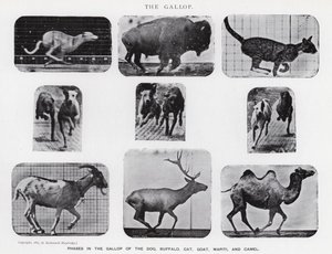 Eadweard Muybridge : Le Galop - Eadweard Muybridge