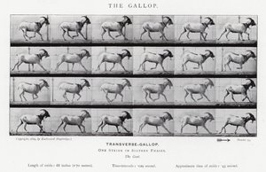 Eadweard Muybridge : Le Galop (photo n/b) - Eadweard Muybridge