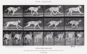 Eadweard Muybridge : Le Galop (photo n/b) - Eadweard Muybridge