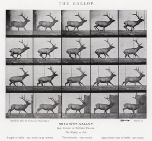 Eadweard Muybridge : Le Galop (photo n/b) - Eadweard Muybridge