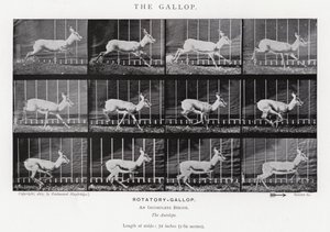 Eadweard Muybridge : Le Galop (photo n/b) - Eadweard Muybridge