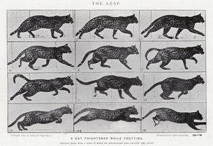 Eadweard Muybridge : Le Saut - Eadweard Muybridge