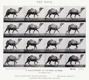Le Galop - Eadweard Muybridge