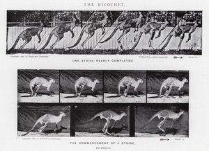 Eadweard Muybridge : Le Ricochet - Eadweard Muybridge