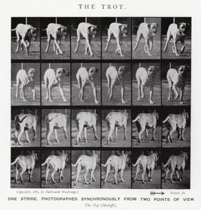 Eadweard Muybridge : Le Trot - Eadweard Muybridge