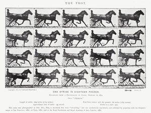 Le Trot - Eadweard Muybridge
