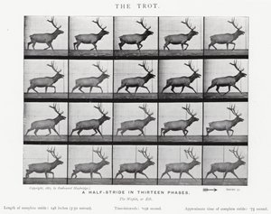 Le Trot - Eadweard Muybridge