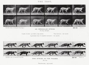 Le Trot - Eadweard Muybridge