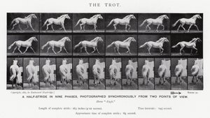 Eadweard Muybridge : Le Trot (photo n/b) - Eadweard Muybridge