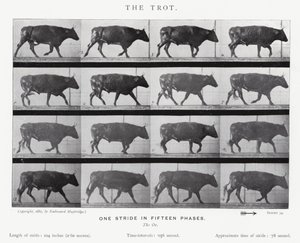 Eadweard Muybridge : Le Trot (photo n/b) - Eadweard Muybridge