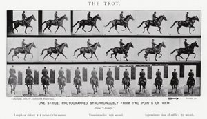 Eadweard Muybridge : Le Trot (photo n/b) - Eadweard Muybridge