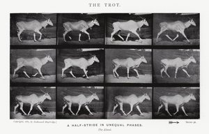 Eadweard Muybridge : Le Trot (photo n/b) - Eadweard Muybridge