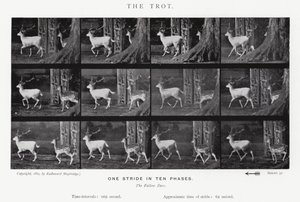 Eadweard Muybridge : Le Trot (photo n/b) - Eadweard Muybridge