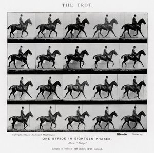 Le Trot - Eadweard Muybridge