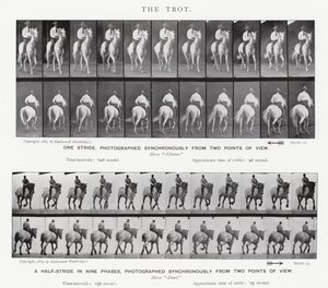 Le Trot - Eadweard Muybridge