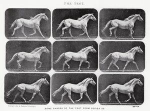 Le Trot - Eadweard Muybridge