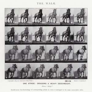 Eadweard Muybridge : La Marche - Eadweard Muybridge