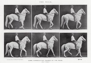 Eadweard Muybridge : La Marche - Eadweard Muybridge